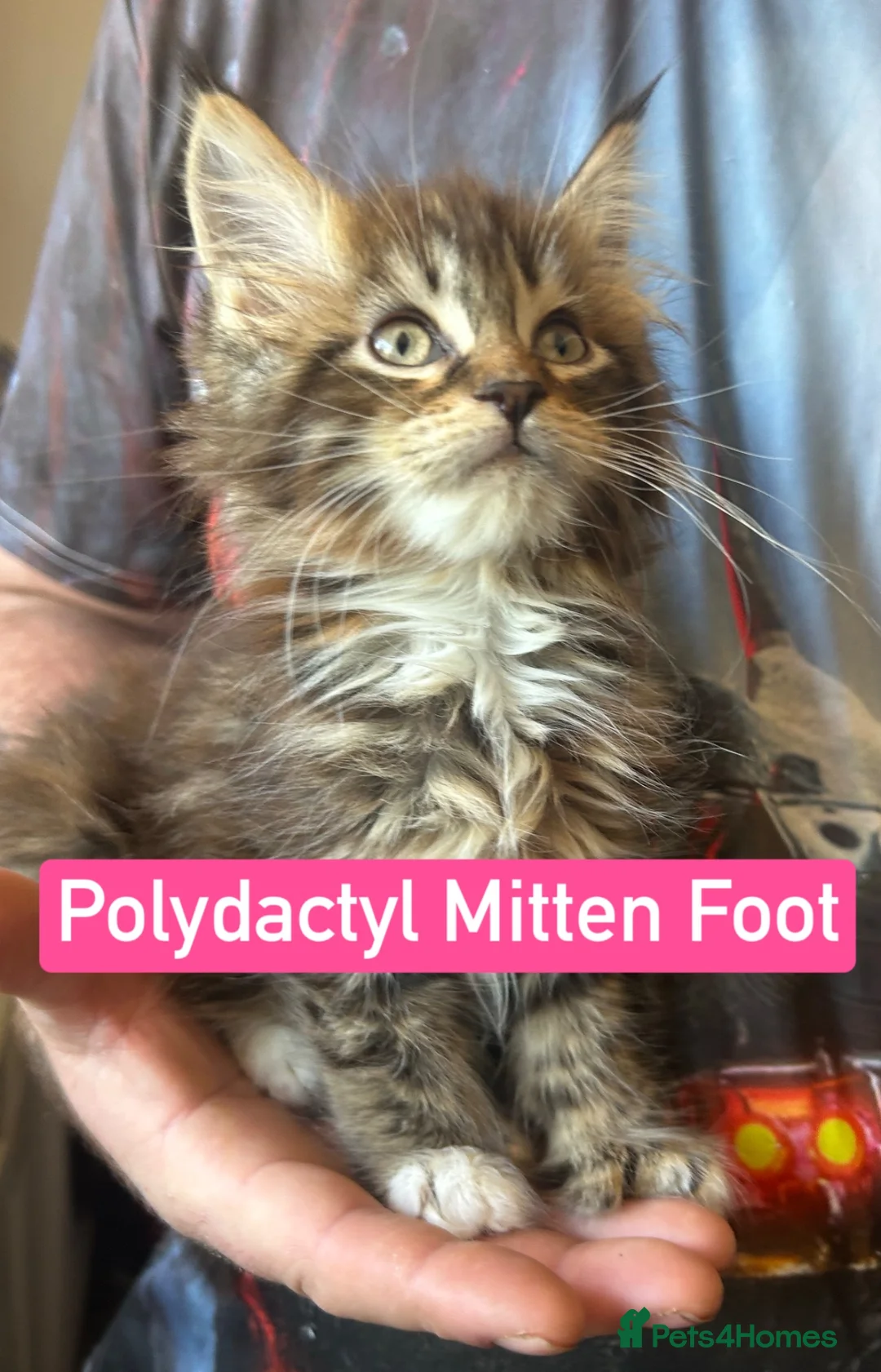 Maine Coon cats for sale: TICA Registered Maine Coon Kittens Polydactyl.  - Advert 2