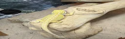 Bearded Dragon reptiles for sale: Super Citrus YELLOW US Bloodline  - Advert 2