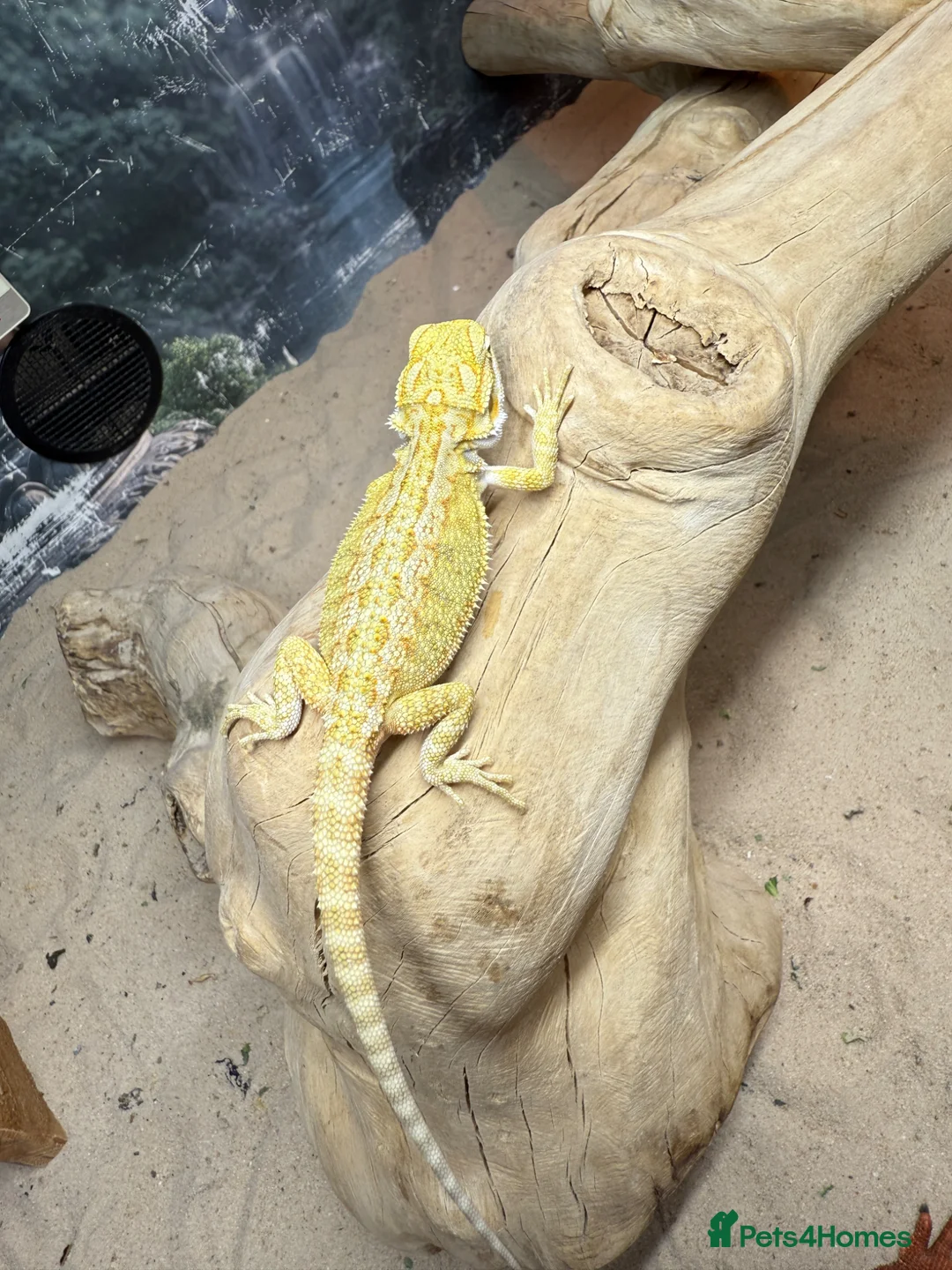 Bearded Dragon reptiles for sale: Super Citrus YELLOW US Bloodline  - Advert 2
