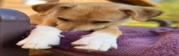 Mixed Breed dogs for sale: Adopt friendly Rocky in foster home in Hampshire - Advert 3