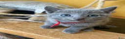 Russian Blue cats for sale: TICA REGISTERED Pure Breed Russian Blue Kittens - Advert 5
