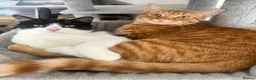 Mixed Breed cats for sale: Loving Forever Home Needed for Bonded Kittens - Advert 1