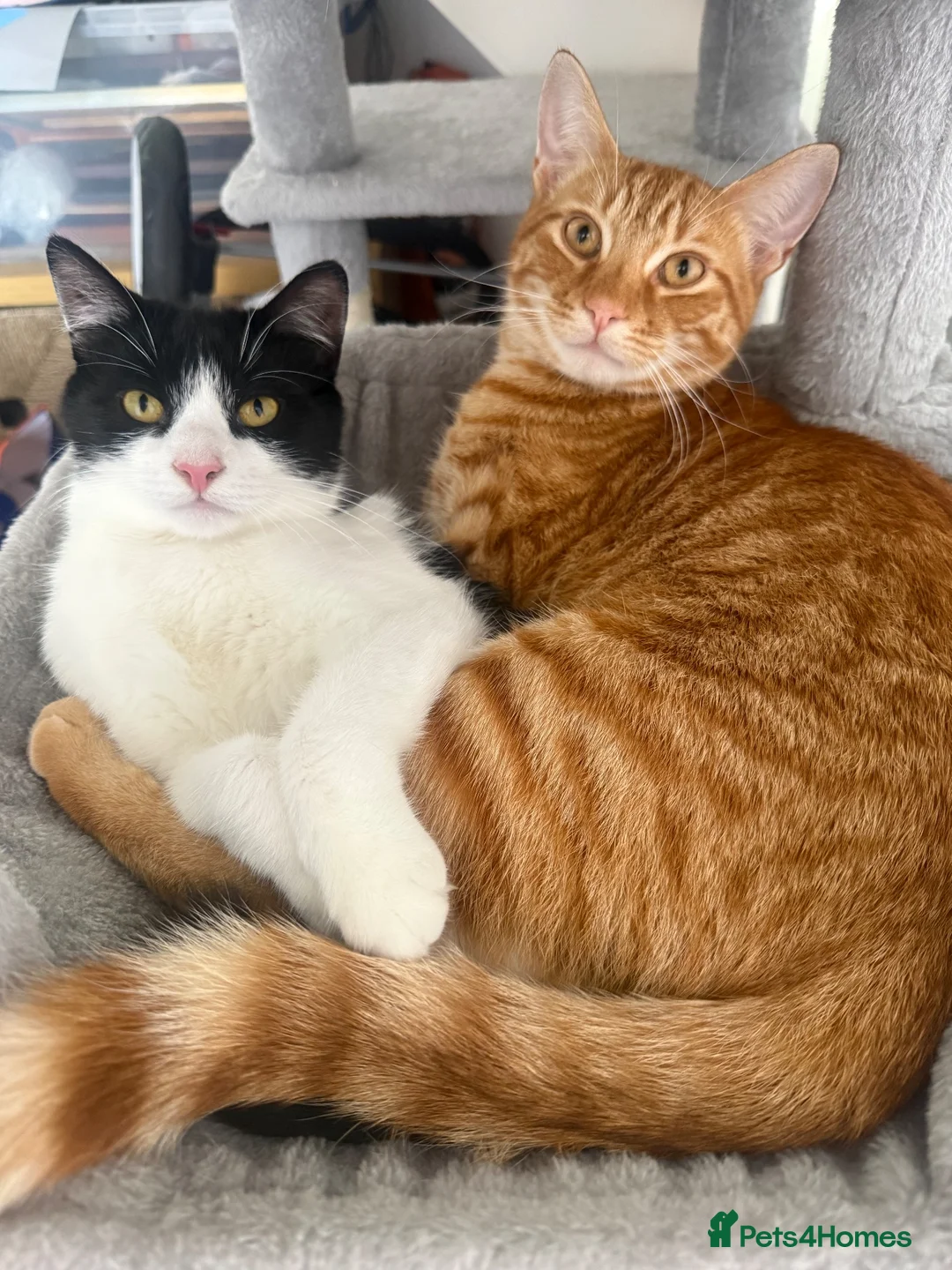 Mixed Breed cats for sale: Loving Forever Home Needed for Bonded Kittens - Advert 1