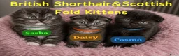 Scottish Fold cats for sale: COSMO💙BSH&SCOTTISH FOLD Male  - Advert 12