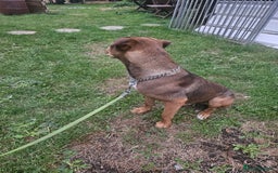 Rottweiler dogs for sale: Rottweiler  - Image 3