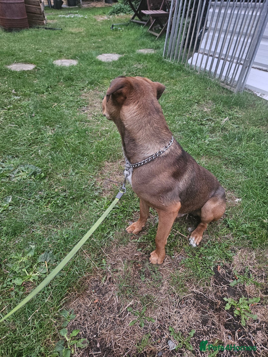 Rottweiler dogs for sale: Rottweiler  - Image 3