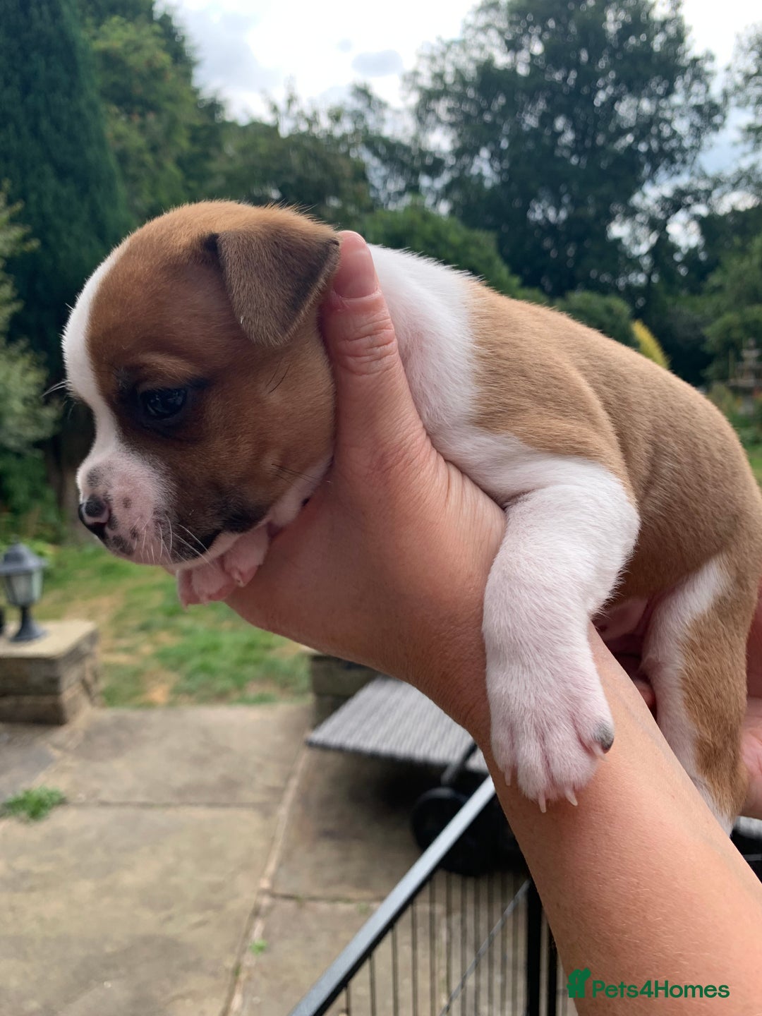 Staffordshire Bull Terrier dogs for sale: Stunning Red Staffy puppies KC top bloodlines - Image 8