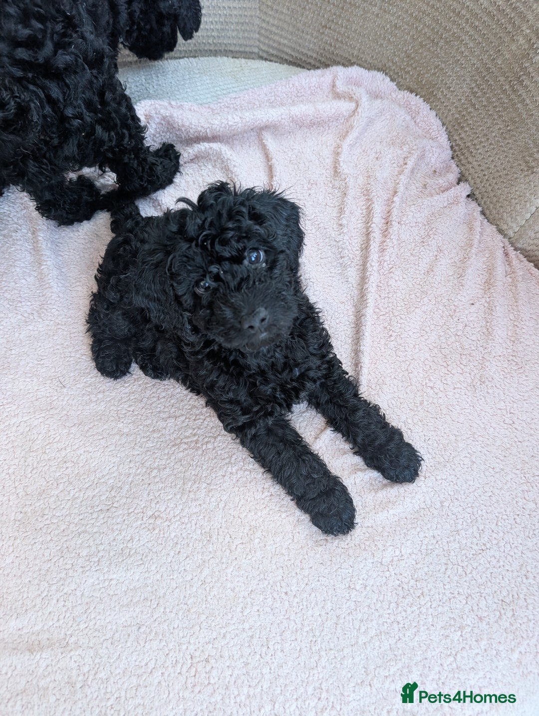 Cockapoo dogs for sale: Cockapoo  - Advert 1