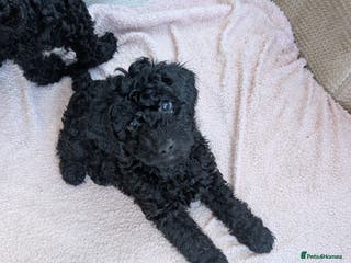 Cockapoo dogs Cockapoo - Advert 1