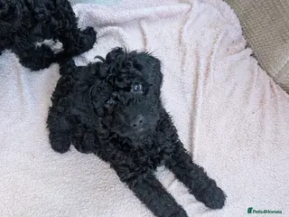 Cockapoo dogs Cockapoo - Advert 5