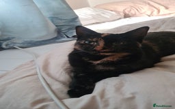Mixed Breed cats for sale: 5 Kittens for a good home! - Image 7
