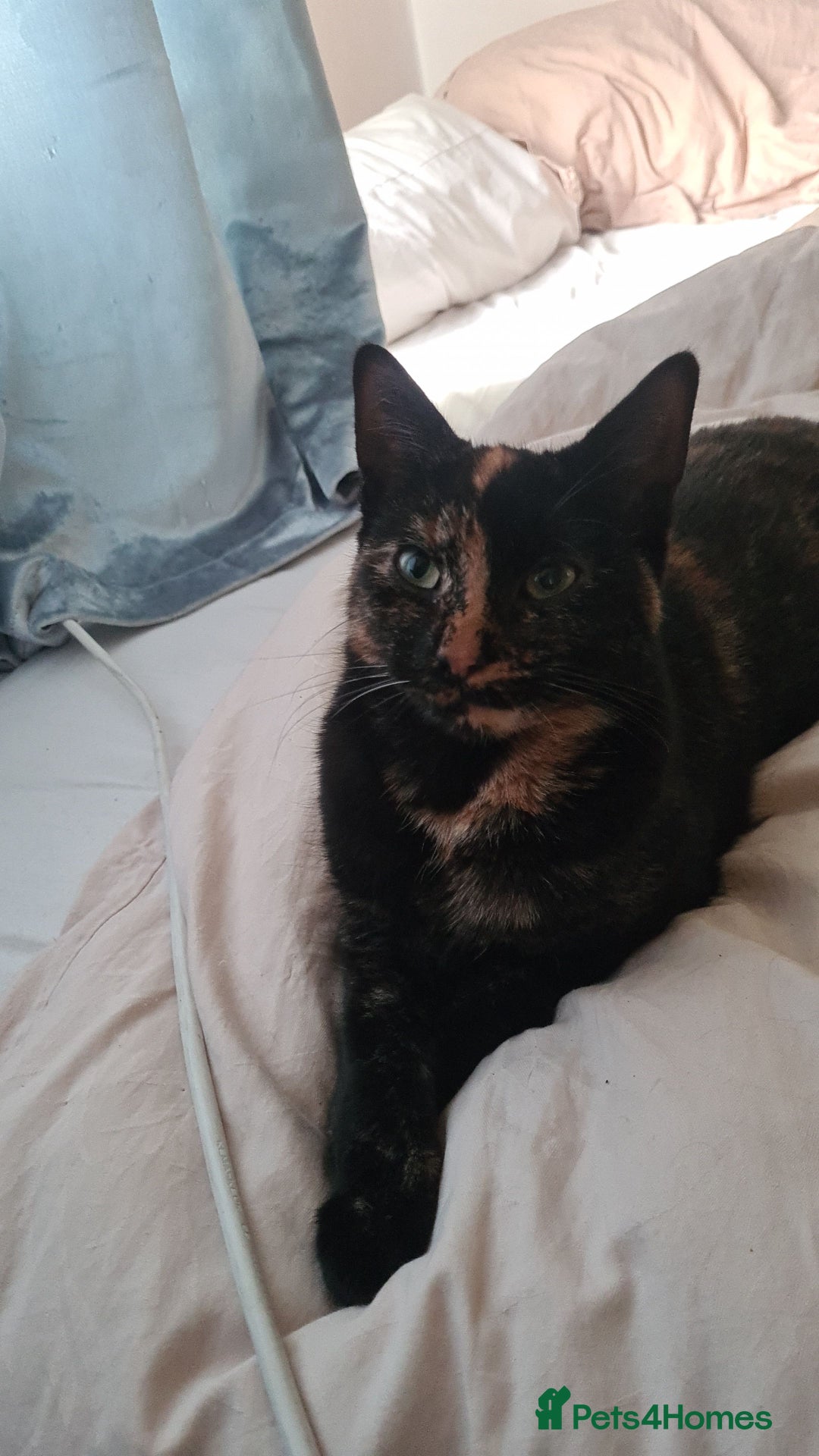 Mixed Breed cats for sale: 5 Kittens for a good home! - Image 7