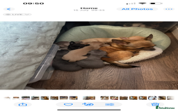 Chihuahua dogs for sale: Chihuahua puppies for sale - Image 10