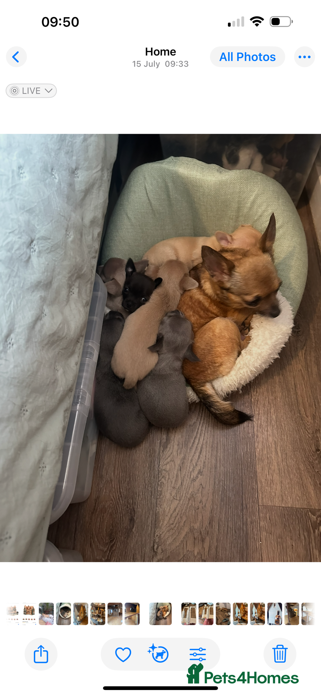 Chihuahua dogs for sale: Chihuahua puppies for sale - Image 10