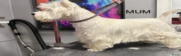 West Highland Terrier dogs for sale: KC gorgeous Westies puppies - Advert 6