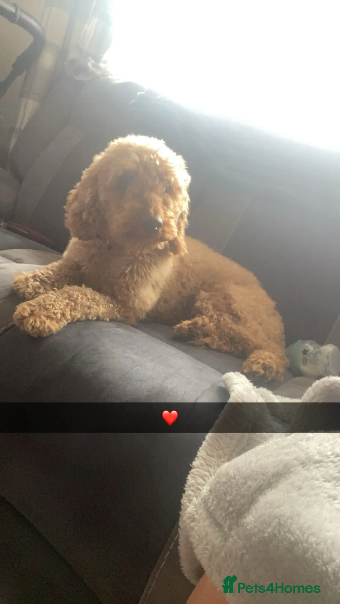 Cockapoo dogs for sale: Cockepoo girl 2year old - Advert 2