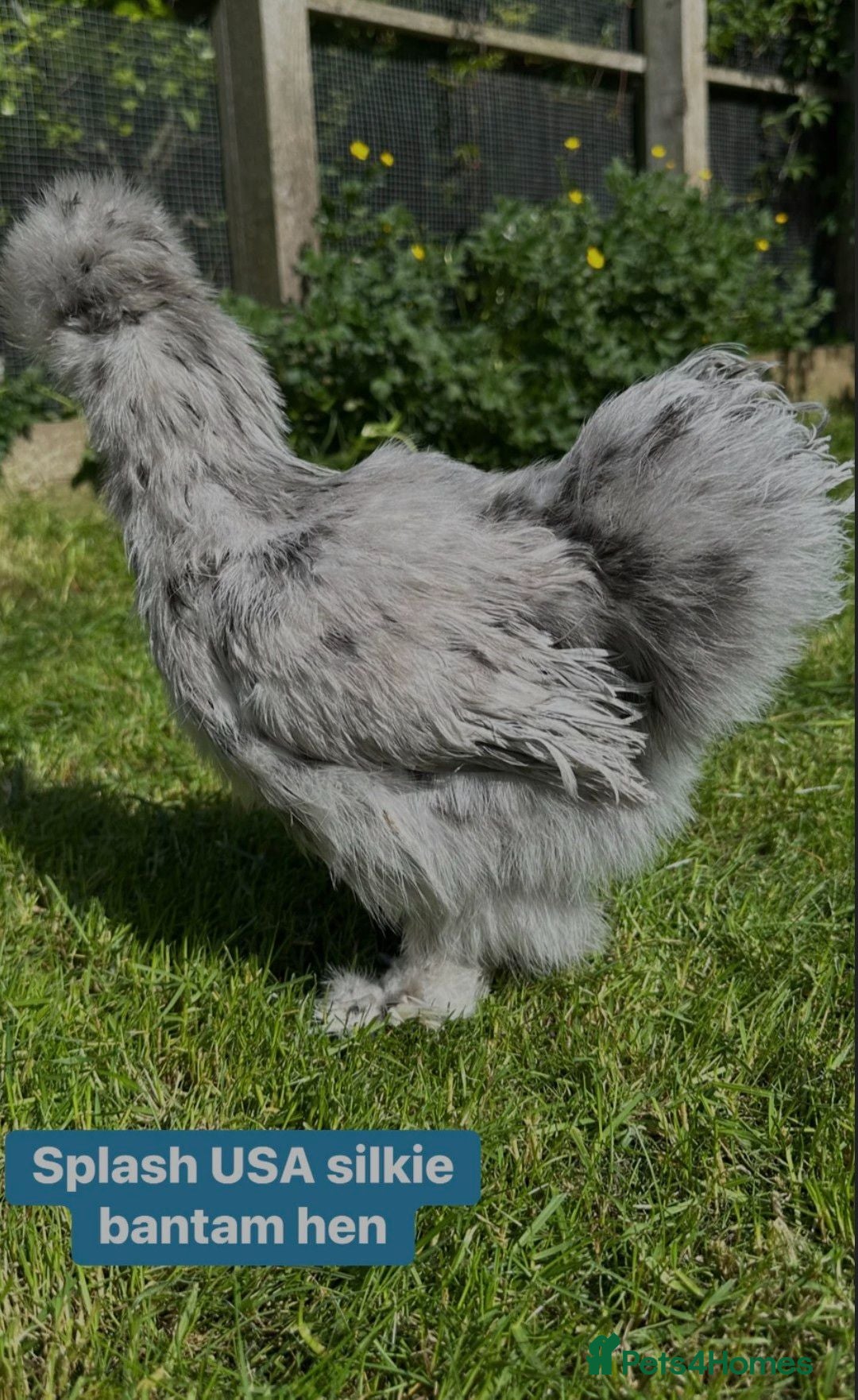Chickens poultry Stunning USA silkie females  - Advert 13