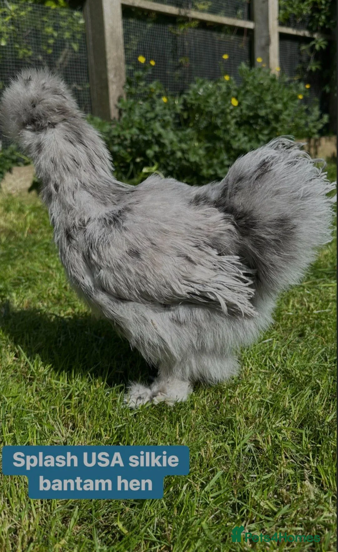 Chickens poultry for sale: Stunning USA silkie females  in Basildon - Advert 1
