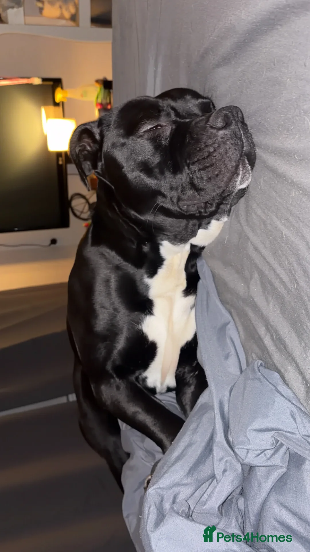 Mixed Breed dogs for sale: Staffie cross american bulldog - Advert 3