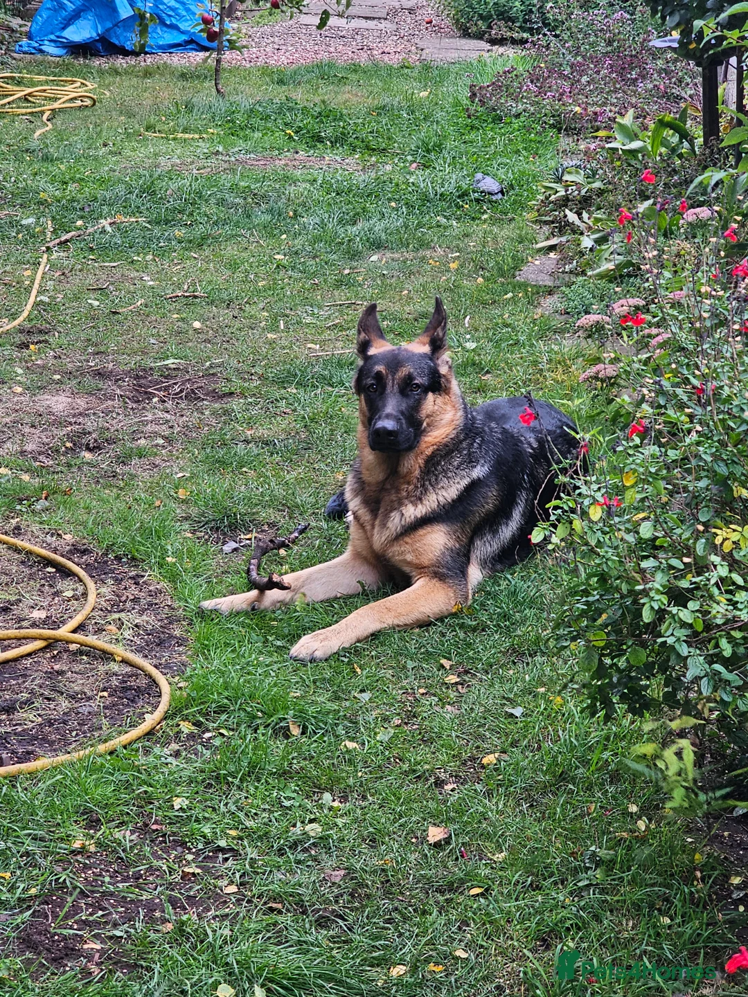 German Shepherd dogs for stud: Logan - Advert 6