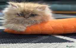 Persian cats for sale: Pedigree Persian Kittens ready to be rehomed - Image 5