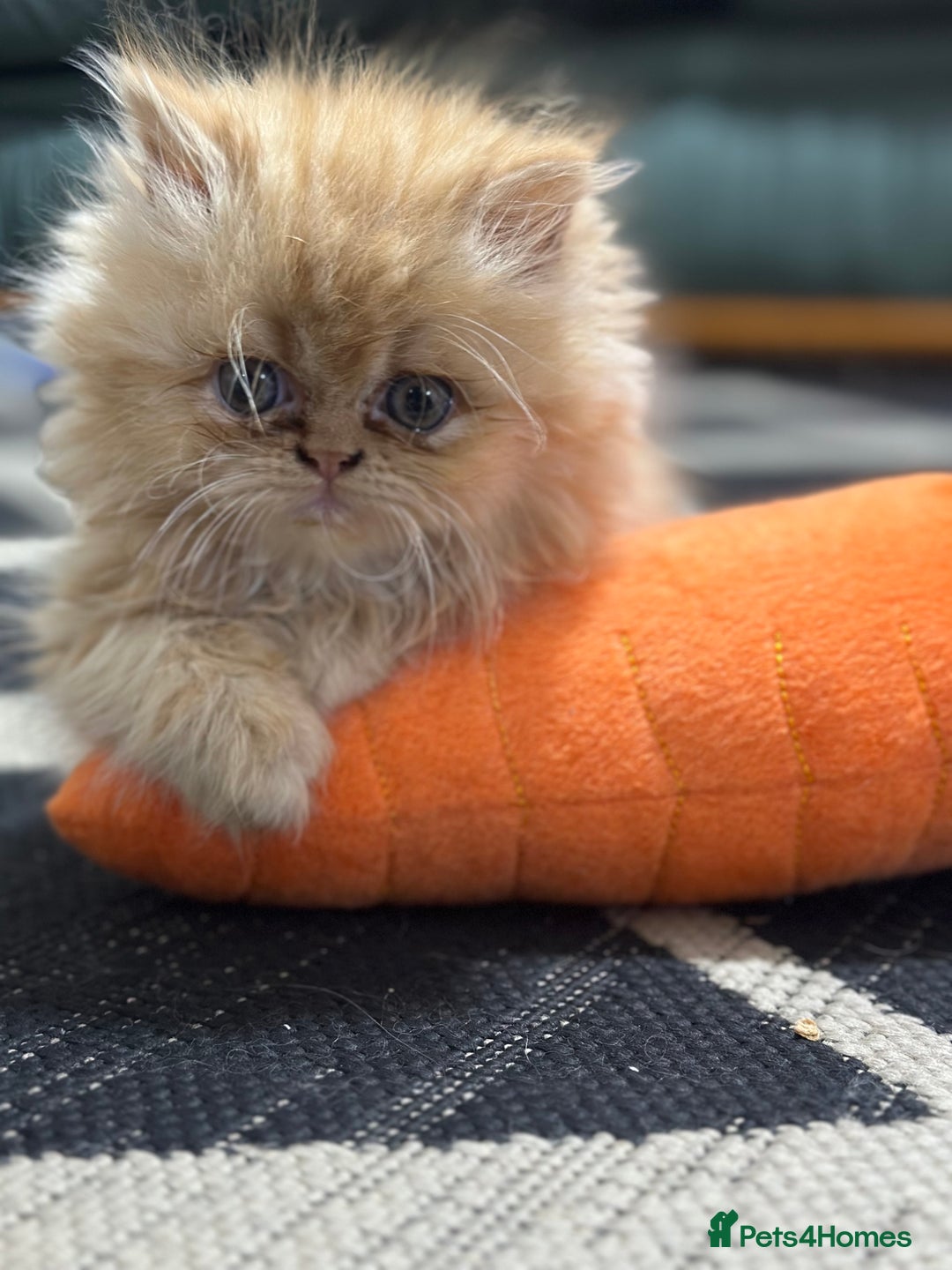 Persian cats for sale: Pedigree Persian Kittens ready to be rehomed - Image 5