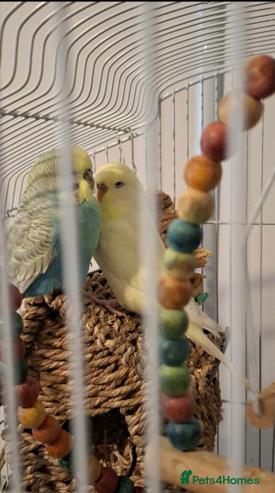 Budgerigars birds 2 budgies with the cage, the stand and food  - Advert 1