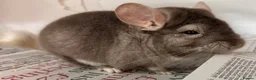 Chinchilla rodents for sale: Bertie, beautiful Beige boy - Advert 5