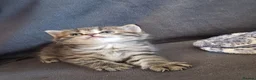 British Shorthair cats for sale: Brittish shorthair cross Bengal  in Southend-on-Sea - Advert 8