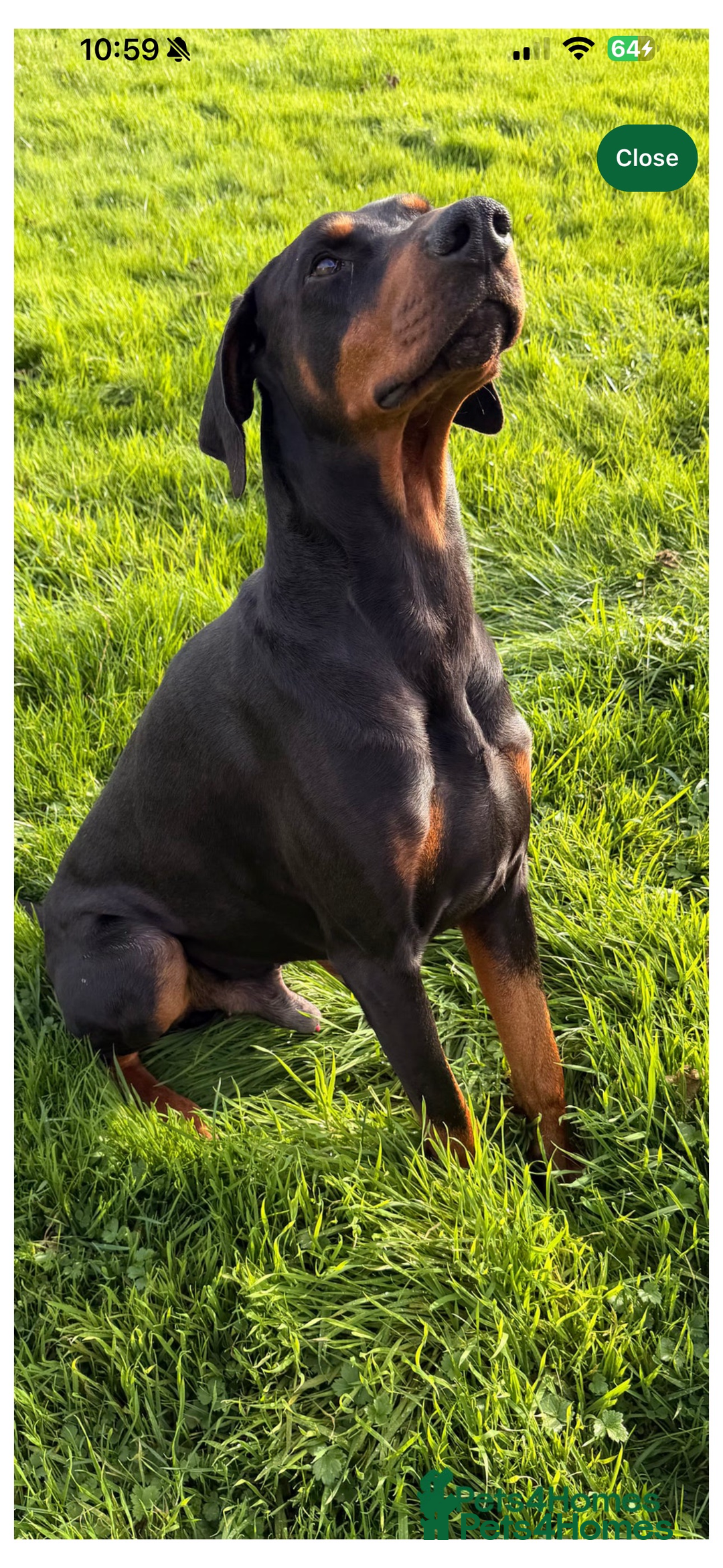 Dobermann dogs for sale: Ready to go Friday night  - Advert 7