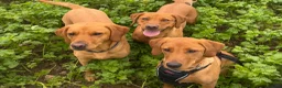 Labrador Retriever dogs for sale: Superb pedigree KC reg Labrador Retriever Puppies - Advert 12