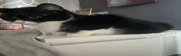 Mixed Breed cats for sale: 6 kittens  - Advert 8