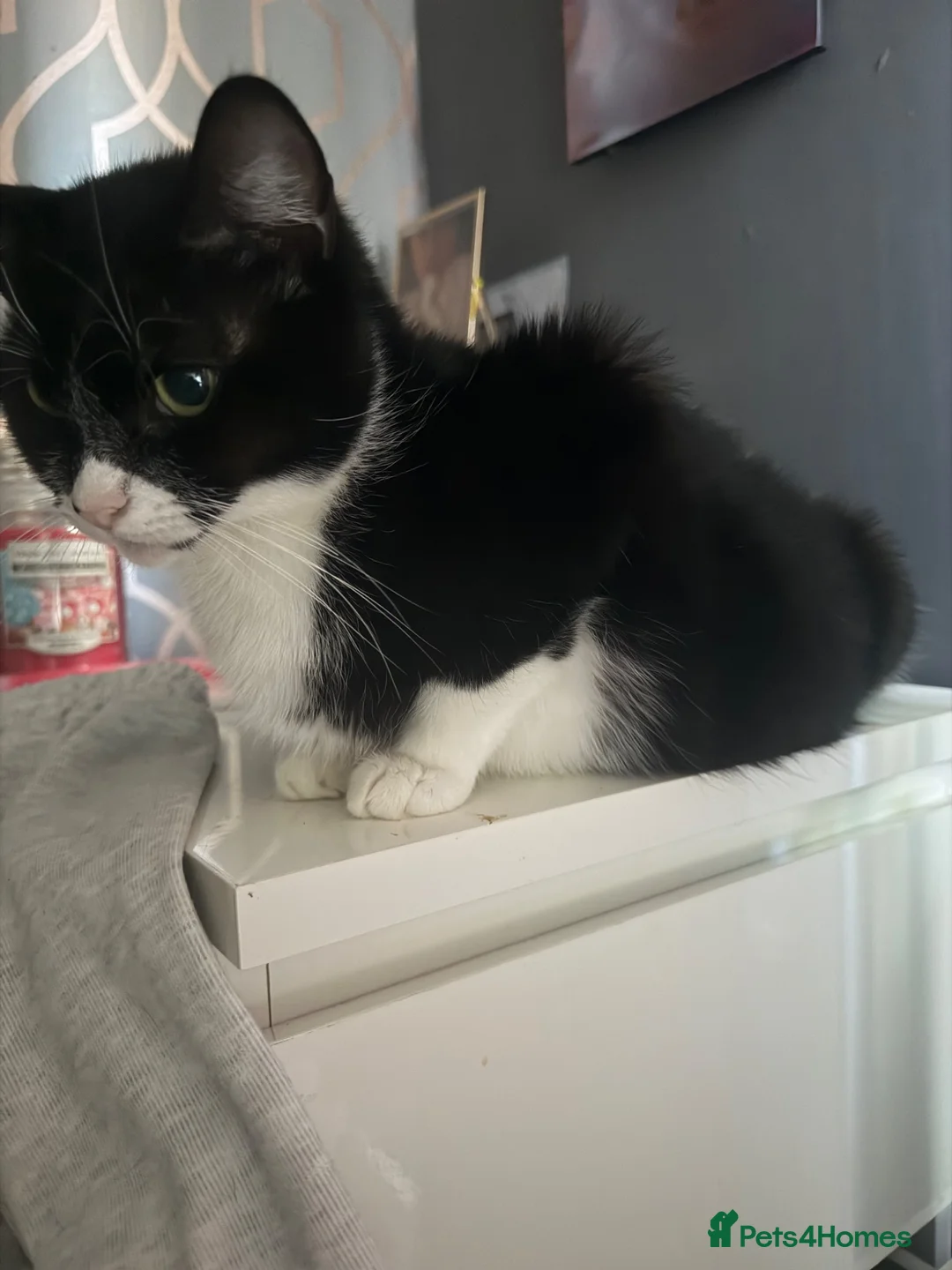 Mixed Breed cats for sale: 6 kittens  - Advert 8