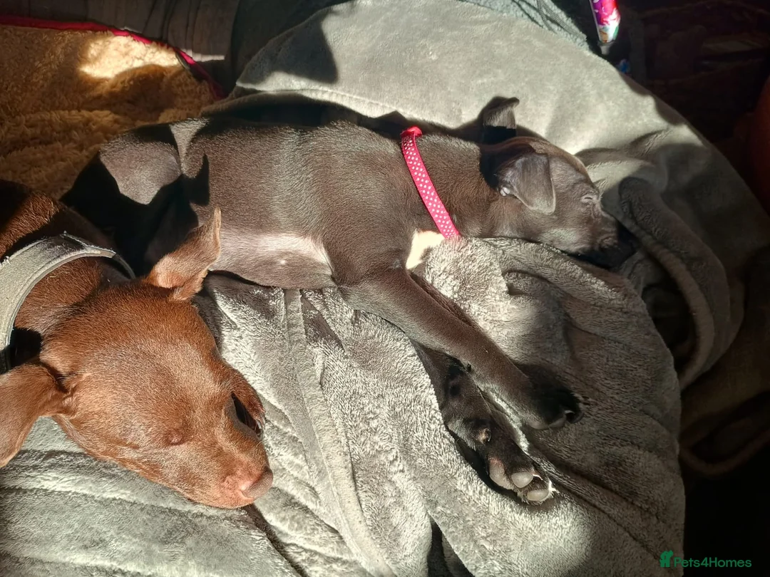 Mixed Breed dogs for sale: Woorier Pup  - Advert 4