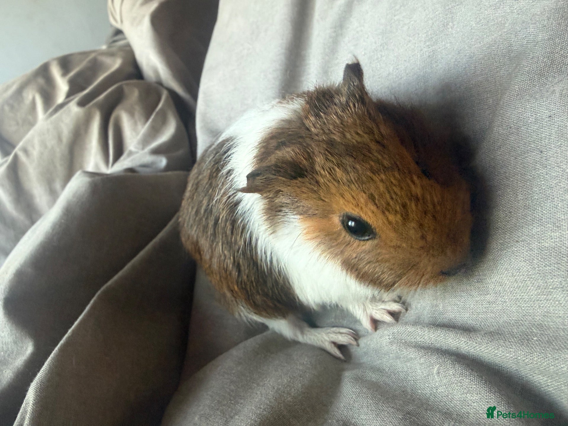 Guinea Pig rodents for sale: guinea pigs  - Advert 1