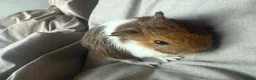Guinea Pig rodents for sale: guinea pigs  in Banbury - Advert 1