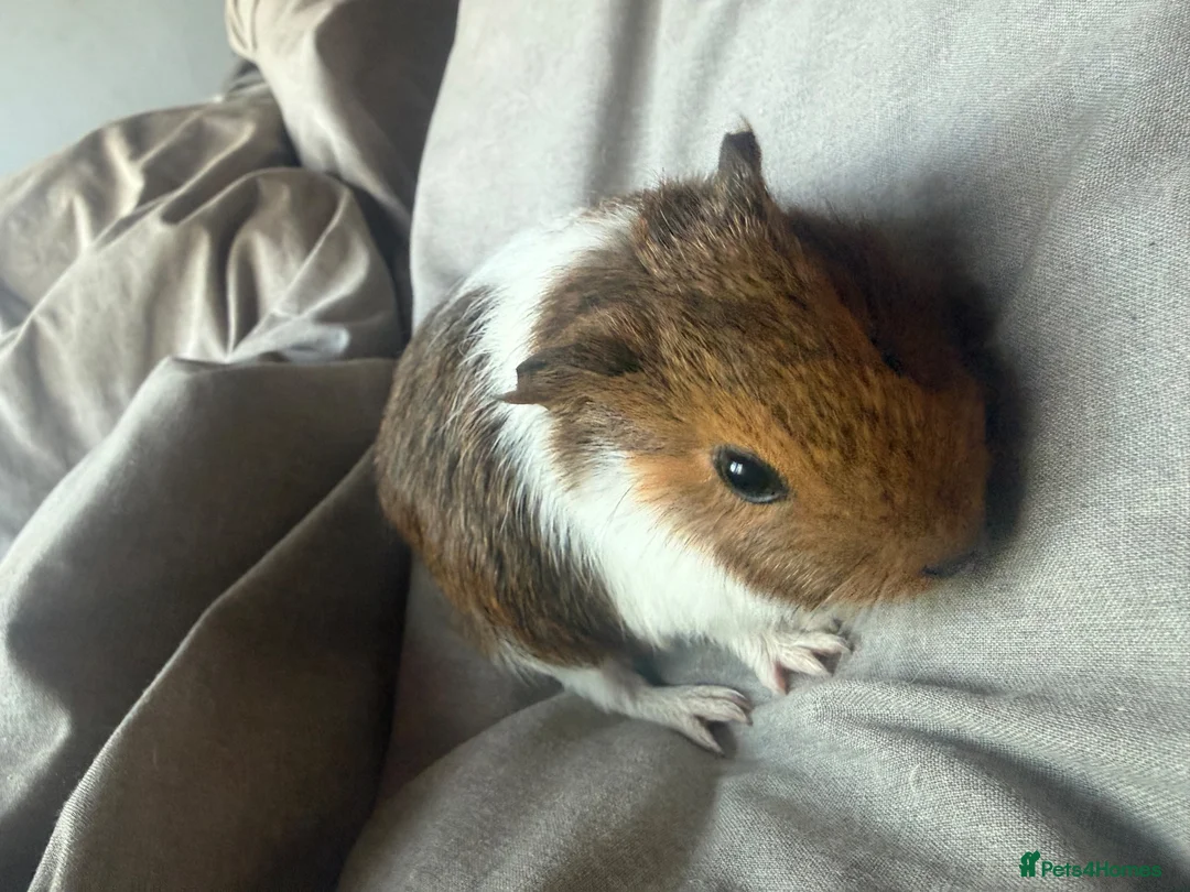 Guinea Pig rodents for sale: guinea pigs  in Banbury - Advert 1