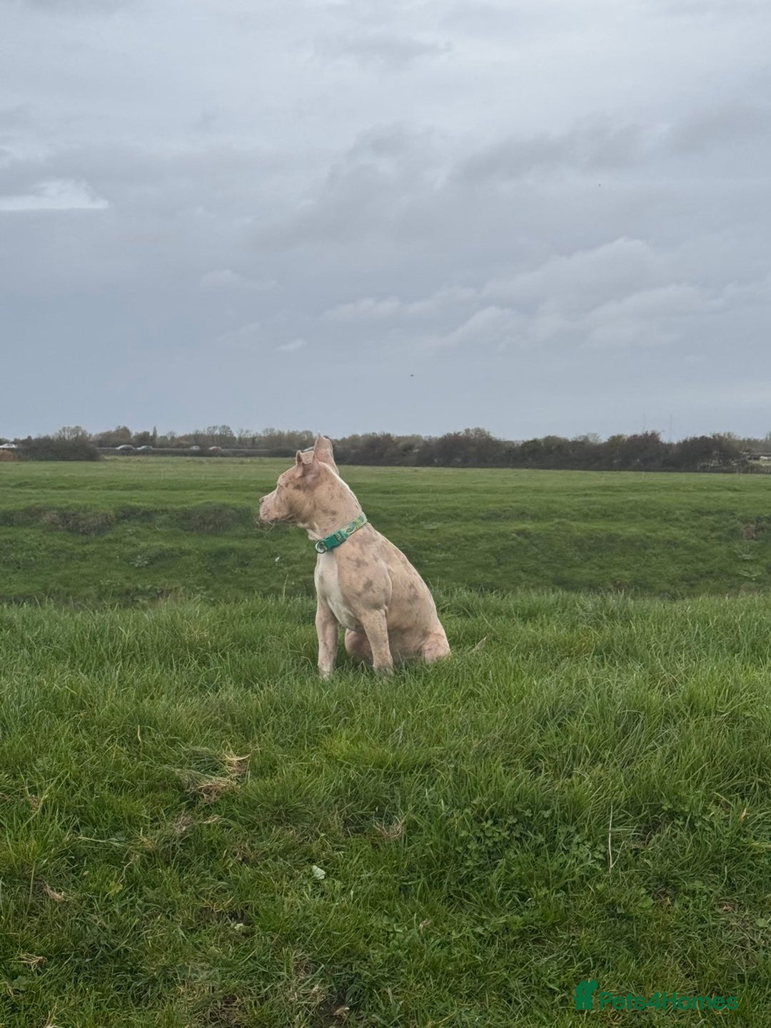 American Bully dogs for sale: 5 month old American bully x pocket bully - Advert 12