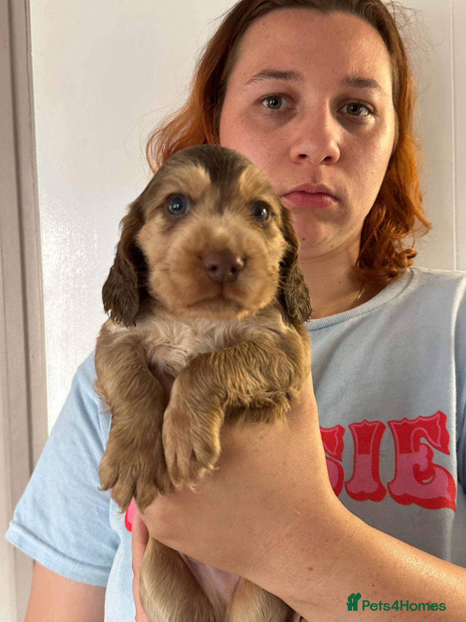 Cocker Spaniel dogs KC registered show type cocker spaniels  - Advert 2