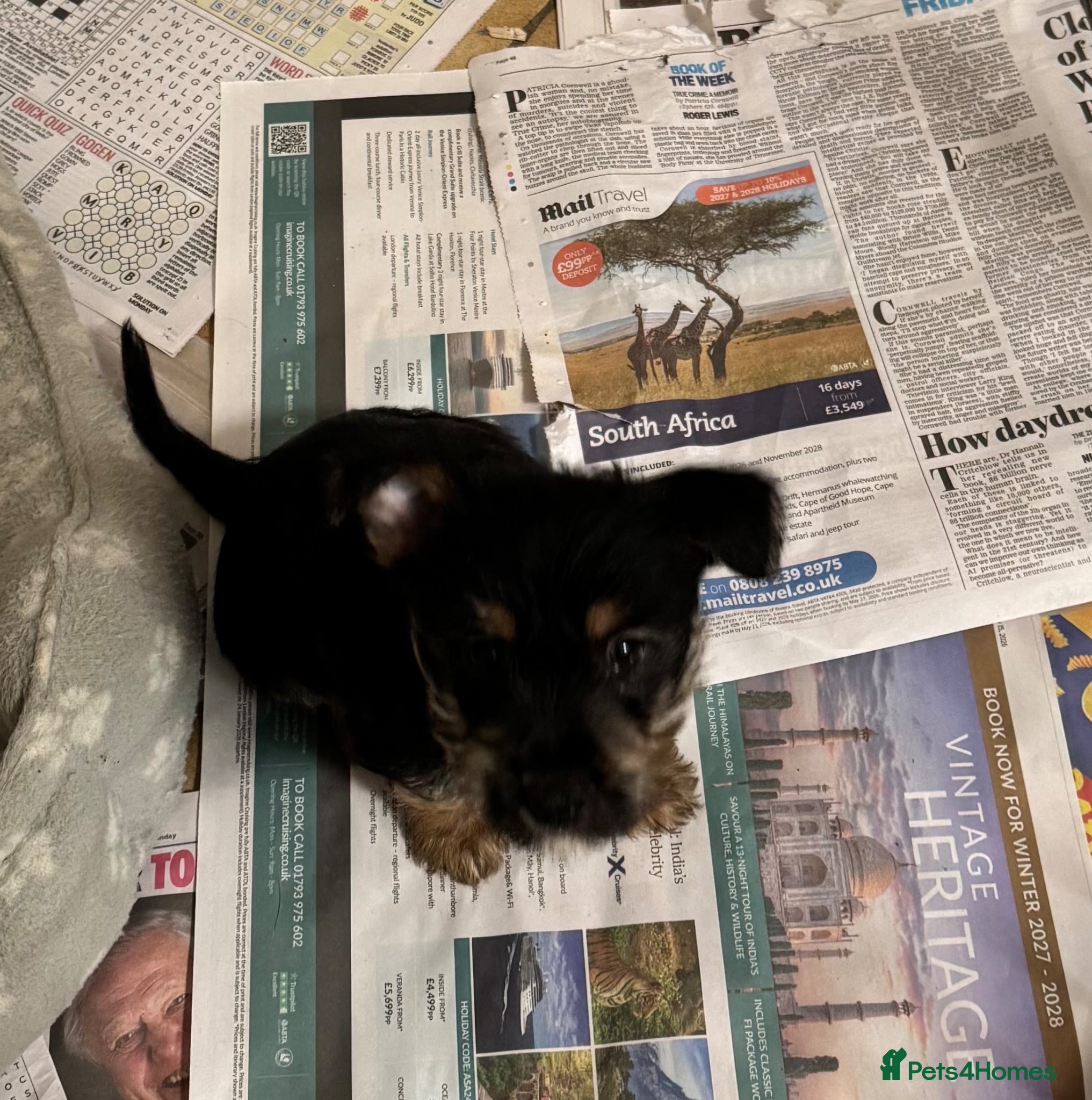 Mixed Breed dogs Jack Russell x Norwich terrier cross male pup - Advert 1