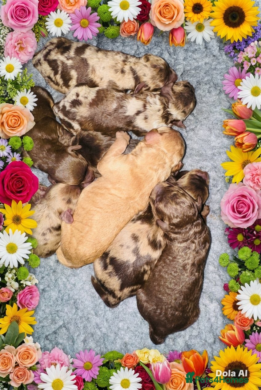 Cockapoo dogs DNA TESTED, Beautiful Cockapoos, Ready 6th May  - Advert 7