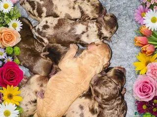 Cockapoo dogs DNA TESTED, Beautiful Cockapoos, Ready 6th May - Advert 1