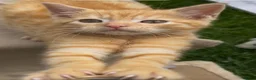 Mixed Breed cats for sale:  Gorgeous Tiger Pattern Mackerel Tabbies - Advert 13