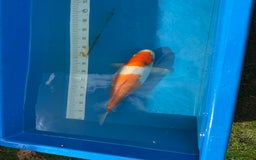 Koi Carp fish for sale: Various koi carp for sale  - Image 18