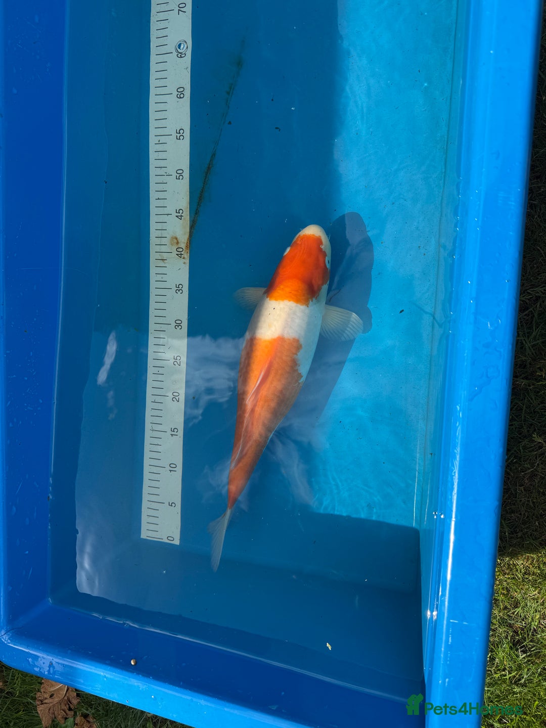 Koi Carp fish for sale: Various koi carp for sale  - Image 18