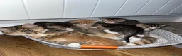 Mixed Breed cats for sale: Beautiful litter trained friendly kittens  - Advert 1