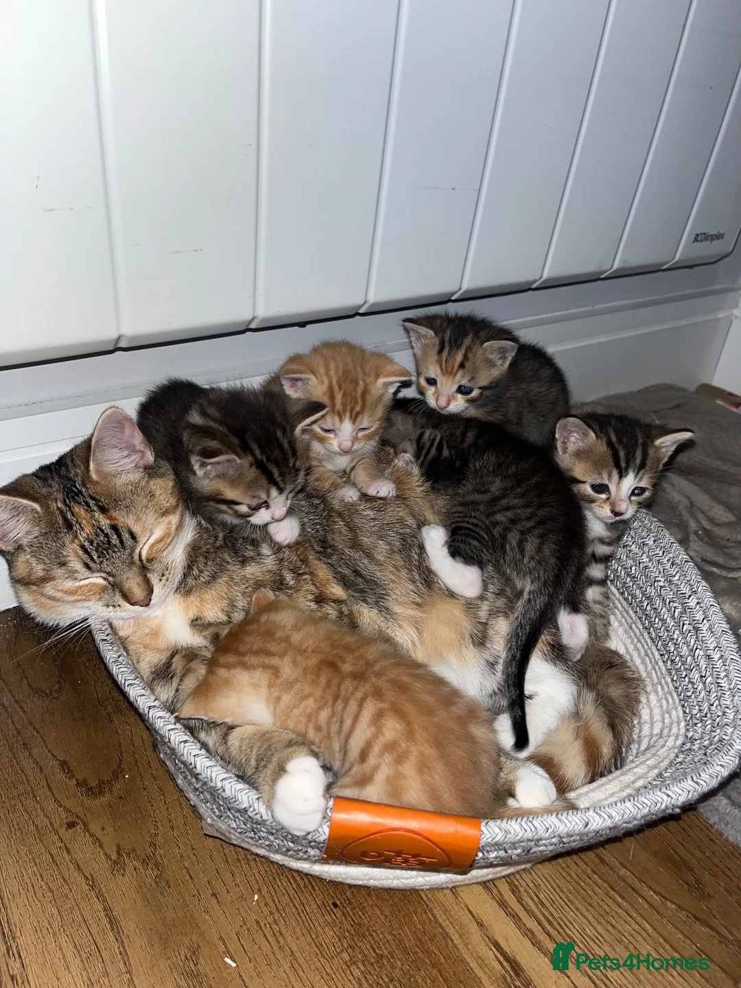Mixed Breed cats for sale: Beautiful litter trained friendly kittens  - Advert 1