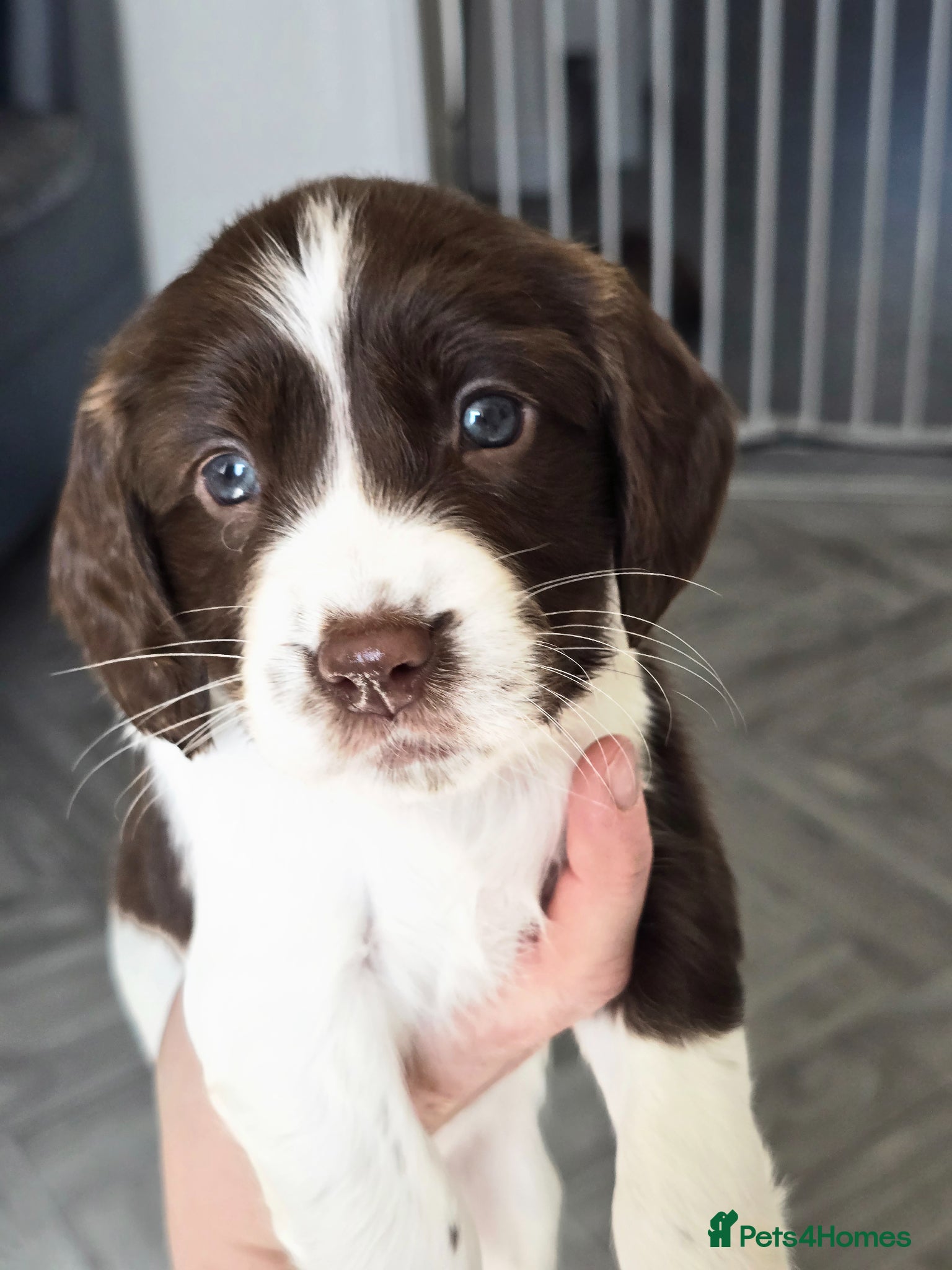 Sprocker dogs Beautiful sprocker puppies  - Advert 1