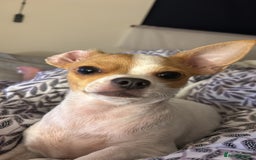 Chihuahua dogs for sale: Puppy  - Image 13