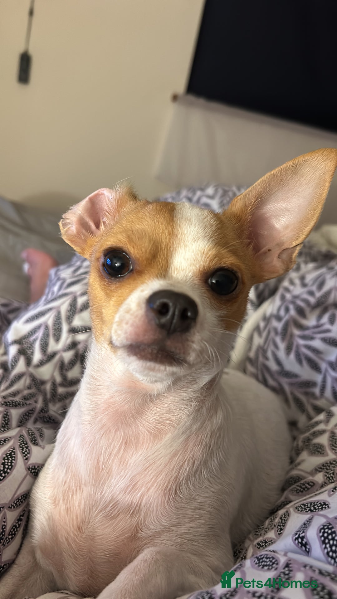Chihuahua dogs for sale: Puppy  - Image 13